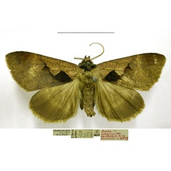 /filer/webapps/moths/media/images/O/obscura_Anoba_HT_TMSA.jpg