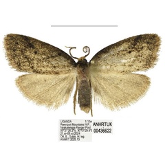 /filer/webapps/moths/media/images/C/corniculata_Spatulosia_AM_ANHRT_02.jpg