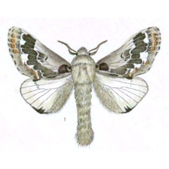 /filer/webapps/moths/media/images/A/acaciae_Streblote_STM_Klug_9.jpg