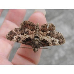 /filer/webapps/moths/media/images/A/acaciaria_Cleora_A_Guyonnet.jpg