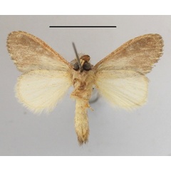 /filer/webapps/moths/media/images/C/congoana_Desmeocraera_A_MGCLb_01.JPG