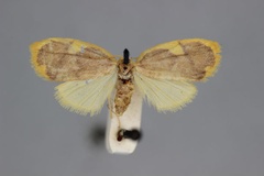 Paremonia luteicincta