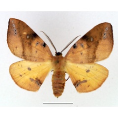 /filer/webapps/moths/media/images/O/ocellata_Omizodes_AF_TMSA.jpg