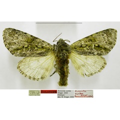 /filer/webapps/moths/media/images/V/vumbae_Acronicta_HT_TMSA.jpg