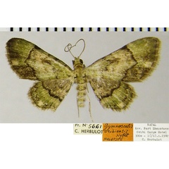 /filer/webapps/moths/media/images/O/oribiensis_Gymnoscelis_HT_ZSMa.jpg