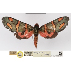 /filer/webapps/moths/media/images/A/amoena_Arniocera_PT_NHMUK_01.jpg