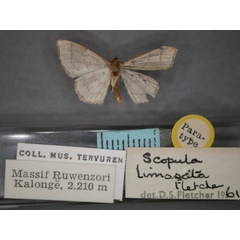 /filer/webapps/moths/media/images/L/limosata_Scopula_PT_RMCA_02.jpg