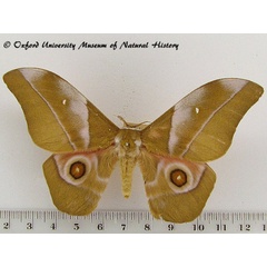 /filer/webapps/moths/media/images/A/alopia_Gonimbrasia_A_OUMNH.jpg