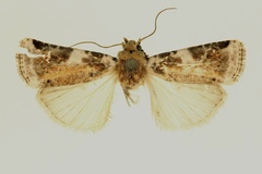 Hermonassoides chrysophaes