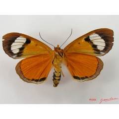/filer/webapps/moths/media/images/T/triphaenoides_Metagarista_A_Albertb_01.jpg