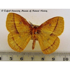 /filer/webapps/moths/media/images/F/fulvia_Decachorda_A_OUMNH.jpg