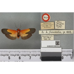 /filer/webapps/moths/media/images/F/funeralis_Ilema_HT_BMNHa.jpg