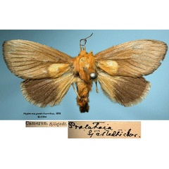 /filer/webapps/moths/media/images/S/sjostedti_Haplomiresa_HT_SNHMa.jpg