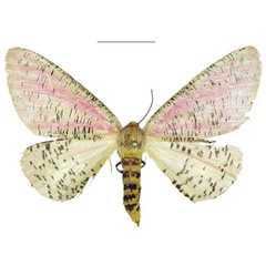 /filer/webapps/moths/media/images/M/muchingensis_Nothabraxas_PTF_ANHRT.jpg