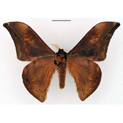 /filer/webapps/moths/media/images/C/concordia_Orthogonioptilum_HT_RBINS_02.jpg