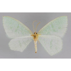 /filer/webapps/moths/media/images/A/aetherea_Xenochroma_A_ZSM_02.jpg