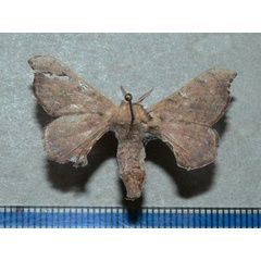 /filer/webapps/moths/media/images/F/fuscocervina_Racinoa_A_Goff.jpg