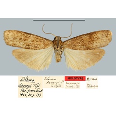 /filer/webapps/moths/media/images/D/decaryi_Eilema_HT_MNHN.jpg