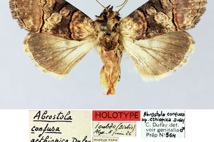 /filer/webapps/moths/media/images/A/aethiopica_Abrostola_HT_MNHN.jpg