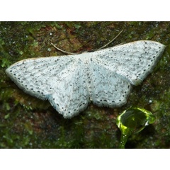 /filer/webapps/moths/media/images/D/declinata_Scopula_A_DeBeer.jpg