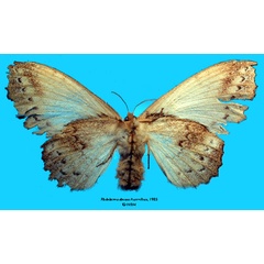 /filer/webapps/moths/media/images/D/dentata_Philotherma_HT_SNHMb.jpg