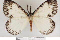 Euchera albida