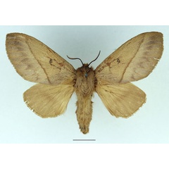 /filer/webapps/moths/media/images/C/cajani_Borocera_AF_Basquin_02.jpg