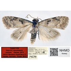 /filer/webapps/moths/media/images/V/vansoni_Nola_PT_NHMO_01.jpg