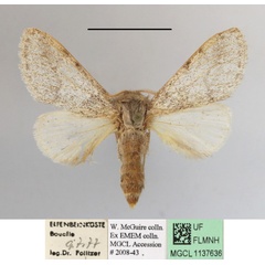 /filer/webapps/moths/media/images/S/steniptera_Epicerura_A_MGCLa_02.JPG