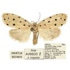 /filer/webapps/moths/media/images/C/chloma_Siccia_PTF_ANHRT.jpg