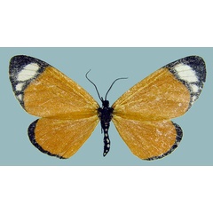 /filer/webapps/moths/media/images/T/tenuimargo_Aletis_AF_ZSM.jpg