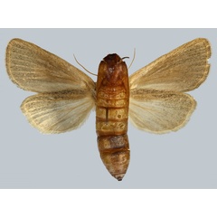 /filer/webapps/moths/media/images/V/veronica_Sesamia_PTF_MNHNb.jpg