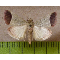 /filer/webapps/moths/media/images/O/oblunata_Sphalerosticha_A_Butler.JPG