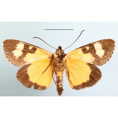 /filer/webapps/moths/media/images/C/confluens_Paraegocera_A_MGCLb_01.JPG
