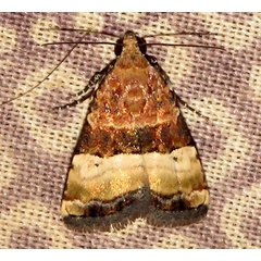 /filer/webapps/moths/media/images/B/bipartita_Pseudozarba_A_Braun_06.jpg
