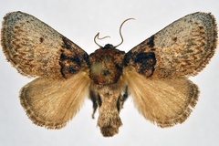 Afrobirthama reducta