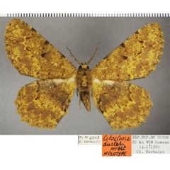 /filer/webapps/moths/media/images/D/ducleri_Colocleora_HT_ZSMa.jpg