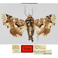 /filer/webapps/moths/media/images/E/exquisita_Eutelia_HT_SNMF.jpg