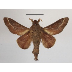 /filer/webapps/moths/media/images/P/polydora_Streblote_AM_MGCLb_01.JPG