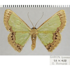/filer/webapps/moths/media/images/C/cepa_Zamarada_AF_ZSM.jpg