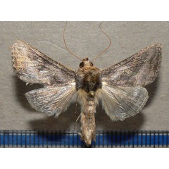 /filer/webapps/moths/media/images/S/spoliata_Thysanoplusia_A_Goff.jpg