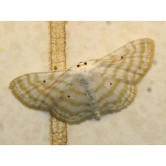 /filer/webapps/moths/media/images/P/penultima_Scopula_A_Sydes.jpg