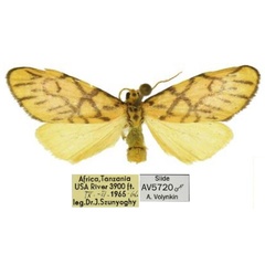 /filer/webapps/moths/media/images/U/usa_Tumicla_PTM_HNHM.jpg