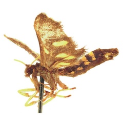 /filer/webapps/moths/media/images/S/salutator_Ceryx_HT_RBINSb.jpg