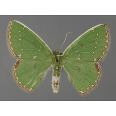 /filer/webapps/moths/media/images/P/punctaria_Comibaena_A_ZSM_01.jpg