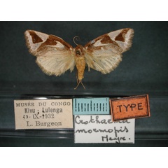 /filer/webapps/moths/media/images/M/mormopis_Crothaema_ST_RMCA_01.jpg