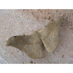 /filer/webapps/moths/media/images/K/kahli_Orthogonioptilum_A_Guyonnet.jpg