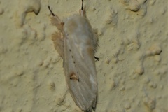 Naroma varipes
