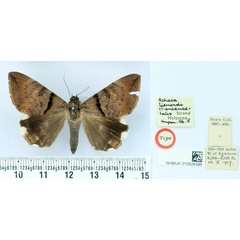 /filer/webapps/moths/media/images/A/antemedialis_Achaea_HT_BMNH.jpg