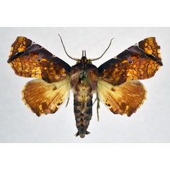 /filer/webapps/moths/media/images/S/snelleni_Eutelia_AM_NHMO.jpg